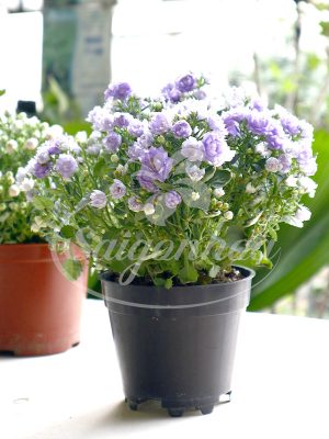 Hoa Phong Linh Thảo Cánh Kép