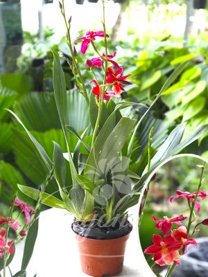 Hoa Lan Vũ Nữ Phượng Hoàng Lửa