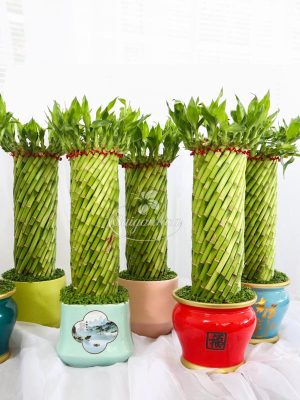 Chậu Phát Lộc Xoắn