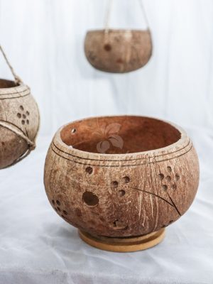 Chậu Gáo Dừa Trồng Cây