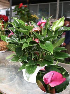 Cây Hồng Môn Tím