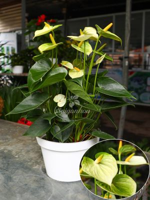 Cây Hồng Môn Hoa Vàng