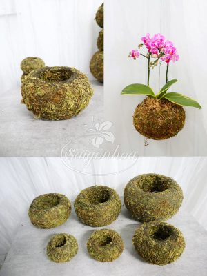 Quả Cầu Rêu Trồng Cây