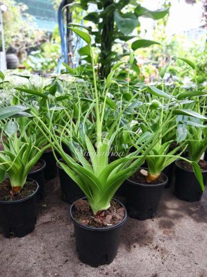 Cây Alocasia Tiny Dancer