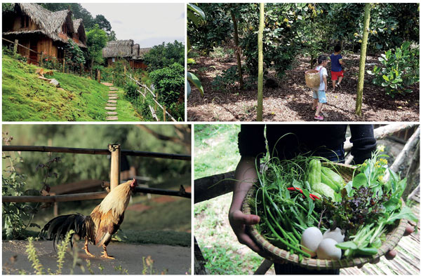Thiết kế Farmstay