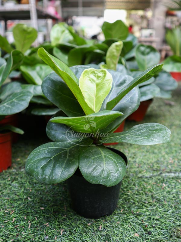 Cây Bàng Singapore Mini