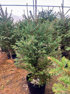 Cây Thông Đan Mạch