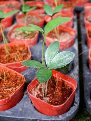 Cây Vạn Tuế Mexico