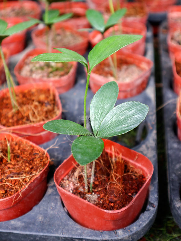 Cây Vạn Tuế Mexico