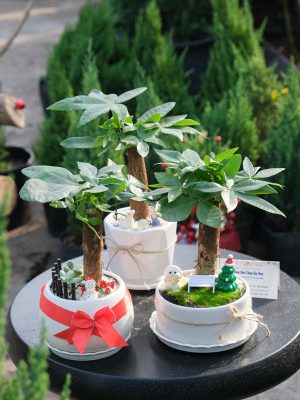 Chậu Cây Kim Ngân Noel
