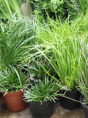 Cỏ Mix Các Loại