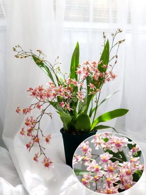 Lan Vũ Nữ Hồng Lâu Mộng