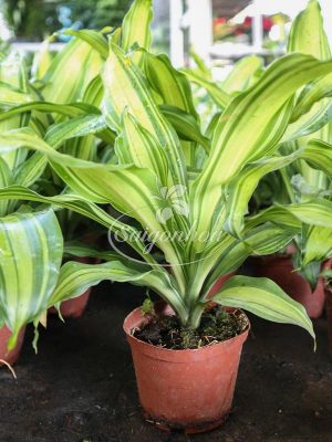 Cây Phát Tài Sọc