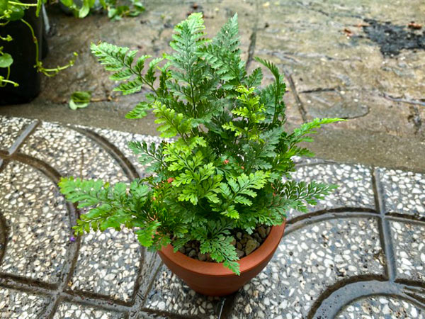 Dương xỉ đuôi chồn