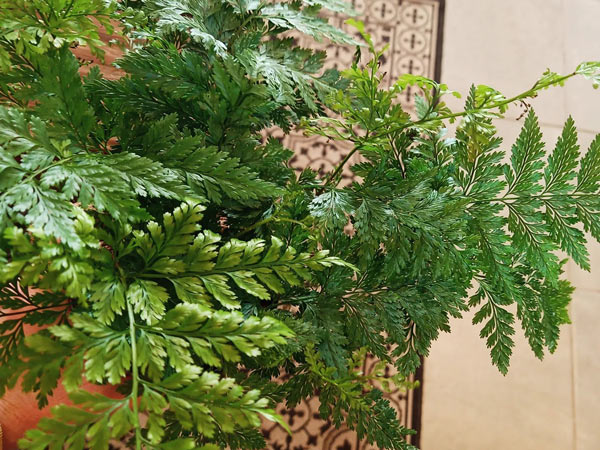 Dương xỉ đuôi chồn