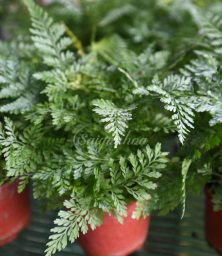 Dương xỉ đuôi chồn