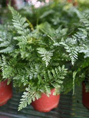 Dương xỉ đuôi chồn