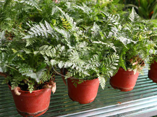 Dương xỉ đuôi chồn