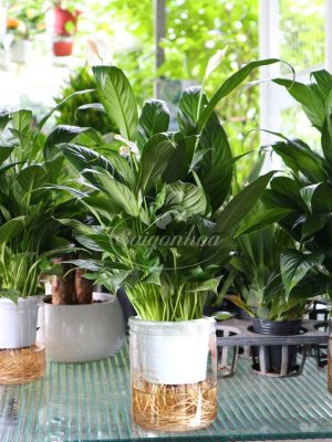 Lan Ý Trong Nước