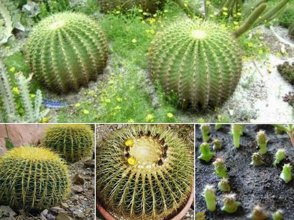 Xương rồng kim hổ