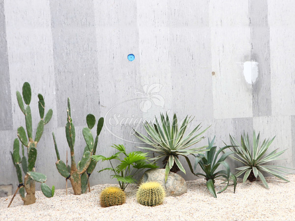 Xương rồng kim hổ