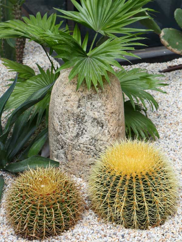 Xương rồng kim hổ