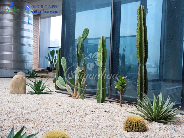 Xương rồng kim hổ