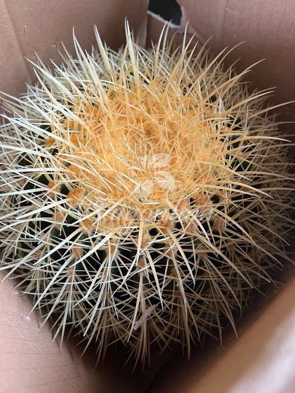 Xương rồng kim hổ