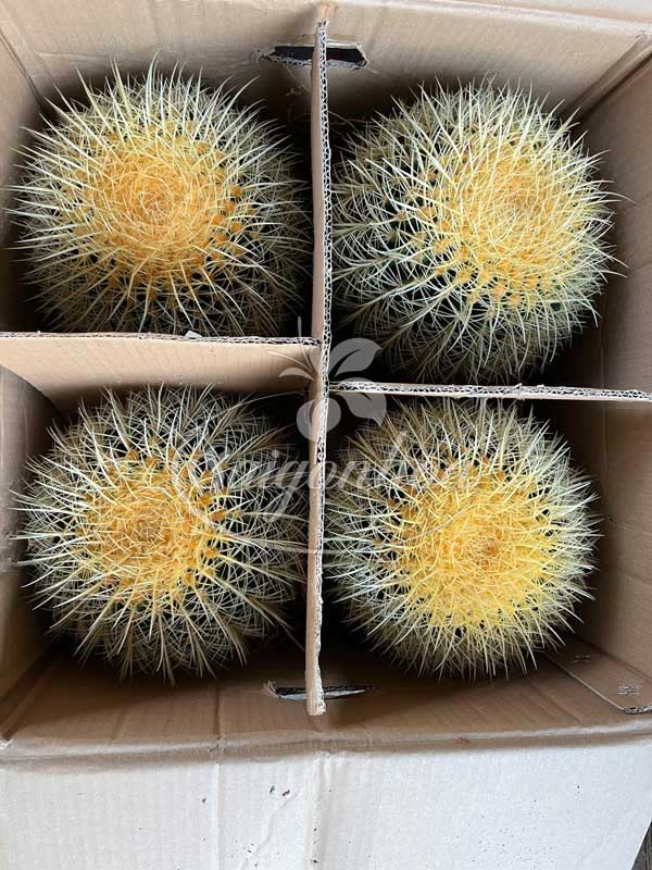 Xương rồng kim hổ