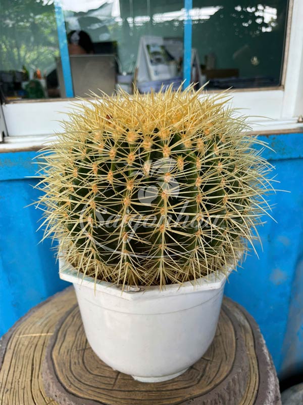 Xương rồng kim hổ