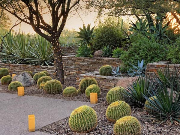 Xương rồng kim hổ