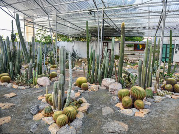 Xương rồng kim hổ