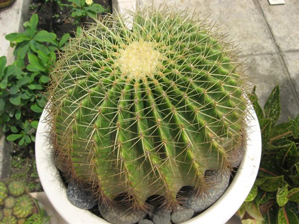 Xương rồng kim hổ