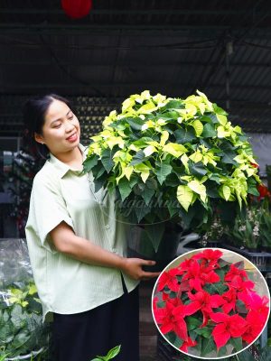 Hoa Trạng Nguyên Size Đại