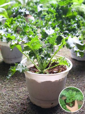 Cây Cải Kale