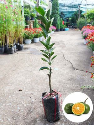Cây Cam Sành Giống