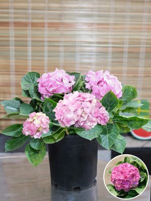 Hoa Cẩm Tú Cầu