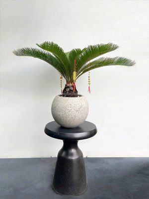 Chậu Cây Vạn Tuế