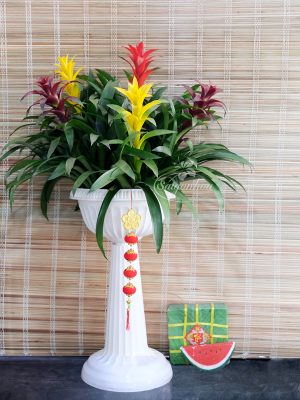 Chậu Ly Dứa Cảnh Nến