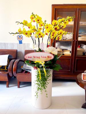 Chậu Hoa Lan Hồ Điệp Mừng Năm Mới