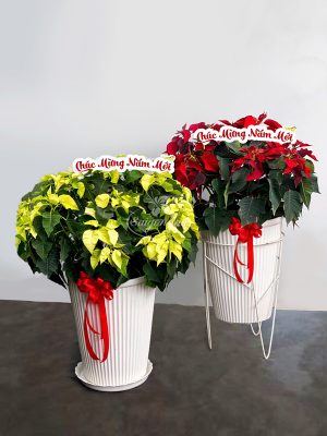 Chậu Hoa Trạng Nguyên Size Đại Quà Tặng