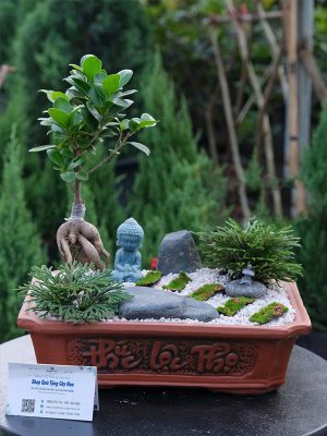 Chậu Si Bonsai Tiểu Cảnh Tượng Phật