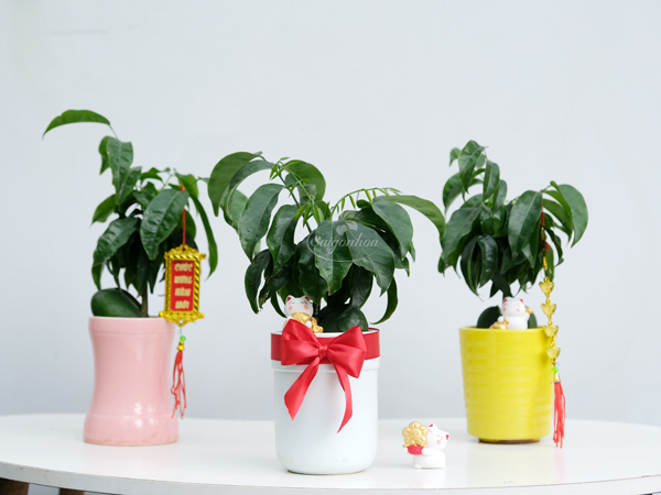 Cây Đậu May Mắn