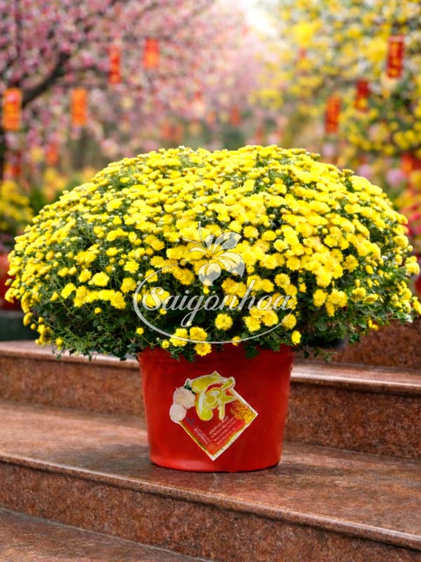 Hoa Cúc Mâm Xôi Loại A