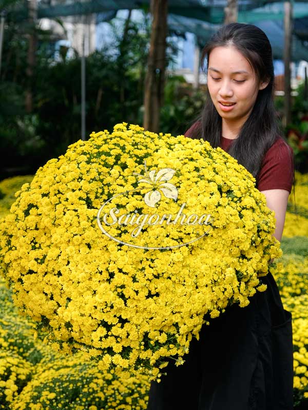 Hoa Cúc Mâm Xôi Loại A