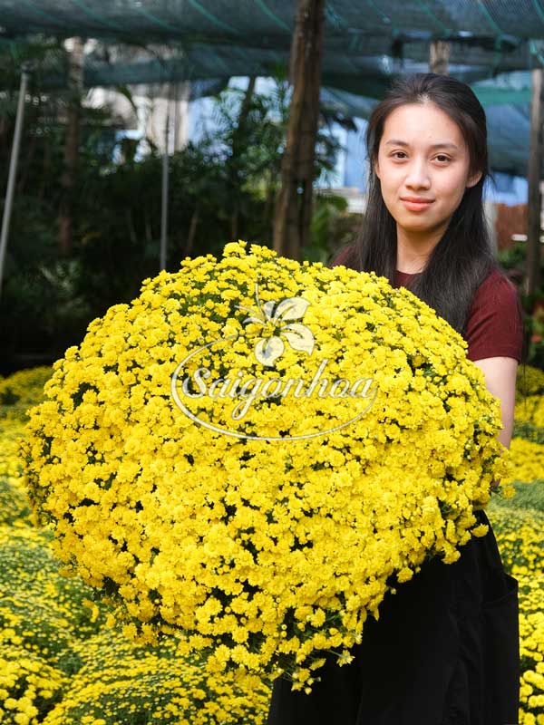 Hoa Cúc Mâm Xôi Loại A