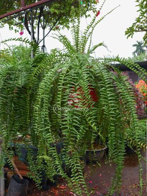 Cây Dương Xỉ Thòng