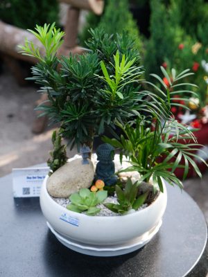 Chậu Vạn Niên Tùng Tiểu Cảnh Tượng Phật