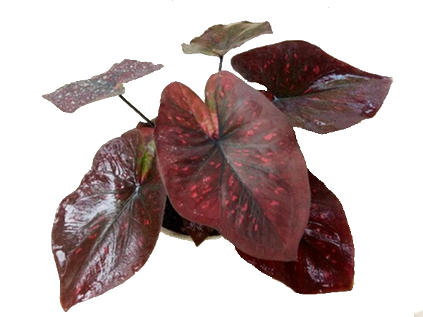 Cây Môn Huyết Rồng