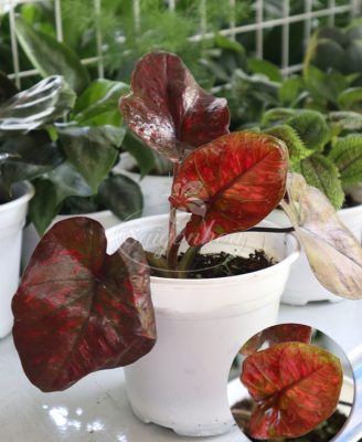 Cây Môn Huyết Rồng